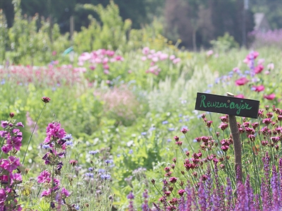 Biobloemen: kleur van op het bioveld tot bij de consument