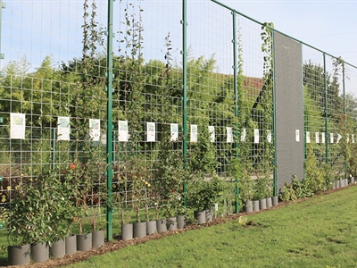 Groen Bouwen: groene gevels voor duurzame gebouwen en steden