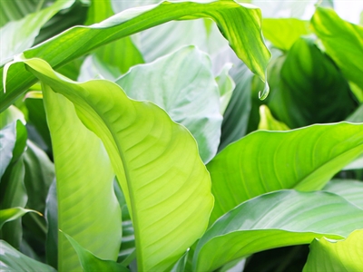 Presentaties Studienamiddag Green-Air