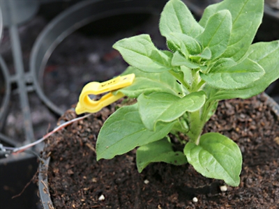 Artikels Bio4safe: water- en nutriëntenverbruik verminderen met biostimulanten en innovatieve meetsensoren