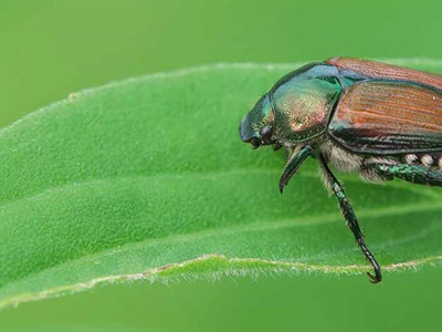 Artikel Beware & Note: melding en detectie van plantschadelijke organismen