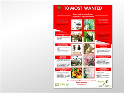 Poster '10 most wanted quarantaine organismen'