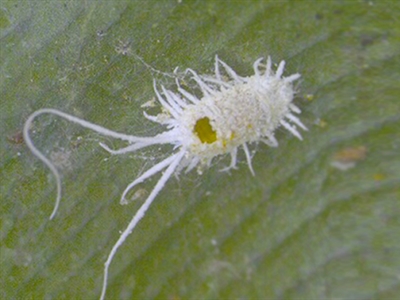 Presentaties Digitale Studiedag Wolluis