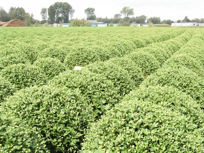 Presentaties Studiedag Potchrysanten 2020