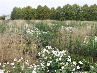 Presentaties Studiedag Groenvoorziening: bodemverbetering omzetten naar plantkwaliteit