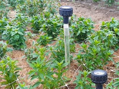 Proefverslag 'Invloed van een beredeneerde irrigatie op de kwaliteit en houdbaarheid van biobloemen'