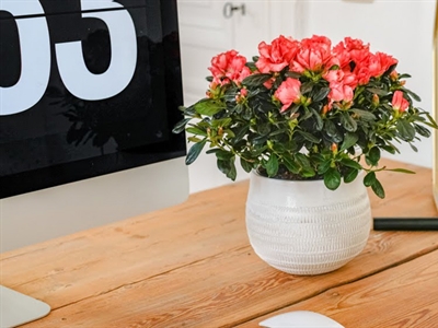 Presentaties Studiedag Azalea en Rhododendron 2021