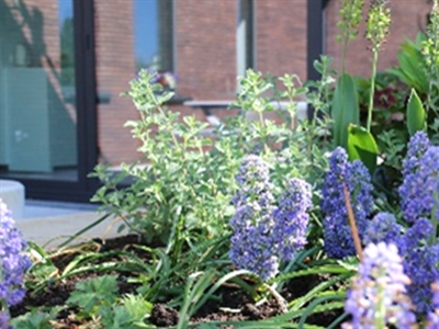 Presentaties Webinar Groeistof 'Bloembollen: ecologisch of biologisch?'