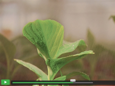 Filmpje Bio4safe: samenwerken aan de sierteeltsector van morgen - Tournée Provinciale
