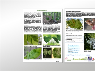 Infofiche beukenbladziekte