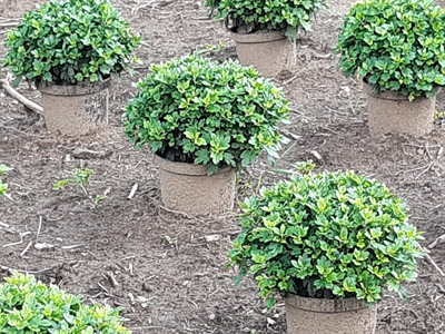 Presentaties Studiedag Potchrysanten 2021