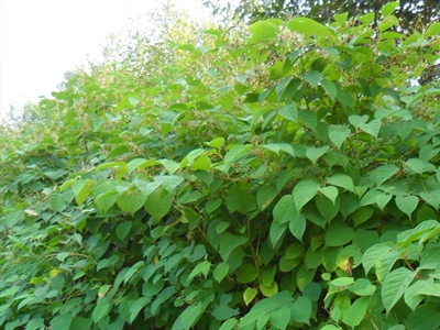 Presentaties Studiedag Groenvoorziening 'Preventie en beheer van invasieve exoten, ziekten en plagen'