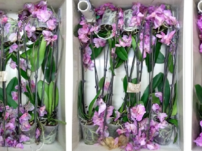 Presentaties webinar 'Ethyleen, vriend of vijand?'