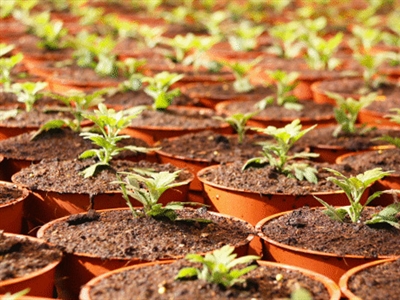 Jaarverslagen Praktijkonderzoek Sierteelt