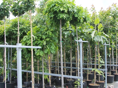 Sortiment boomkwekerij op PCS