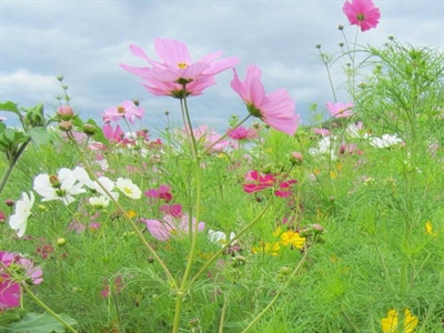 Presentaties Minisymposium bio-onderzoek 2022
