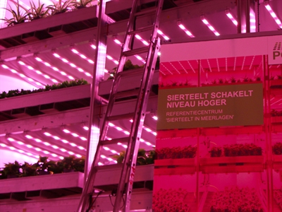 Banner: Sierteelt schakelt niveau hoger