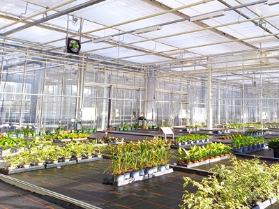 Mogelijkheden en risico’s van telen bij lagere temperaturen