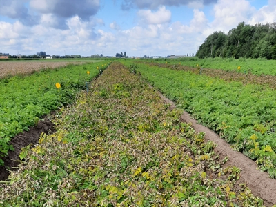 Proefverslag: Resultaten loofdoding pootgoed