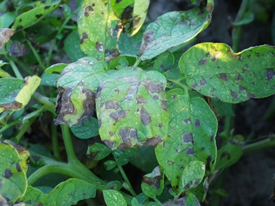 Alternaria  aanpakken met kennis van zaken