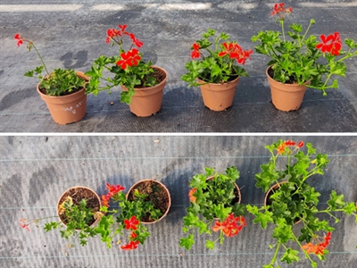 Onderzoeksproject HERMEST gaat van start