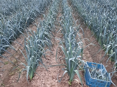 KNS 2.0: Klimaatadaptatie in najaarsgroenten voor stikstofbemesting