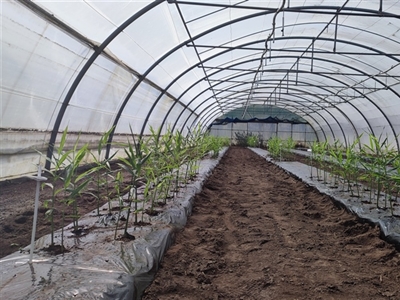 Uitbouw van de teelt van gember in Vlaanderen