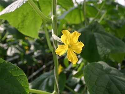 InPaKt: Integrale aanpak van komkommerbontvirus