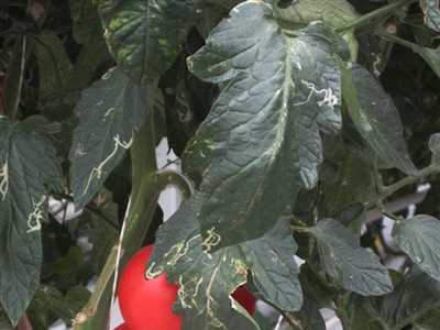 Waarnemingen en waarschuwingen in biogroenten openlucht en tunnel