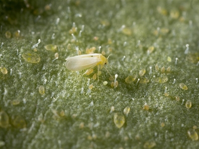Welke virussen worden overgedragen door witte vliegen in Belgische glasteelten