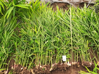 Introductie en consumentenonderzoek van lokaal geteelde gember voor de korte keten