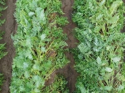 Rapport: Evaluatie van de werking en residu van fungicideschema’s in wortelen 2023