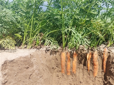 Presentaties wintervergadering wortel en pastinaak