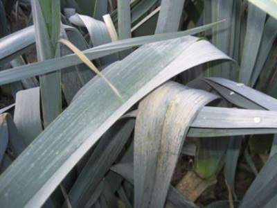 Van met de voeten in het water naar bevroren toestand!