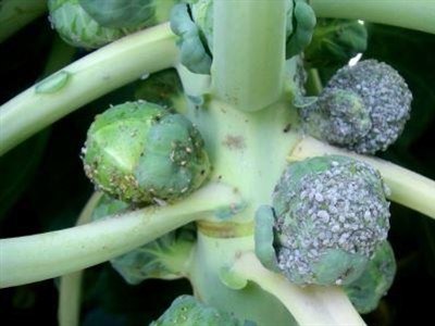 Bladluizen en koolwittevlieg geïntegreerd beheersen in Vlaamse kolenteelt