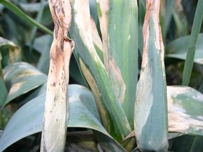 Nu vooral oppassen voor aantasting van papiervlekkenziekte!