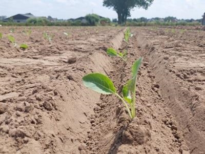 Demonstratieproject KNS 2.0 – blog 1