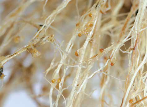 Eipakketjes van Meloidogyne chitwoodi op tomatenwortels zijn zichtbaar met het blote oog.